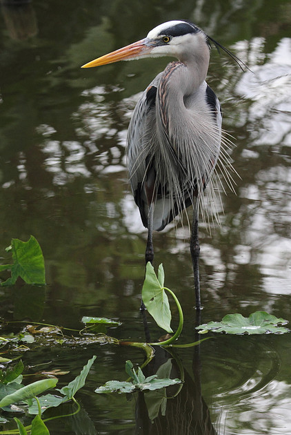 Great Blue Heron