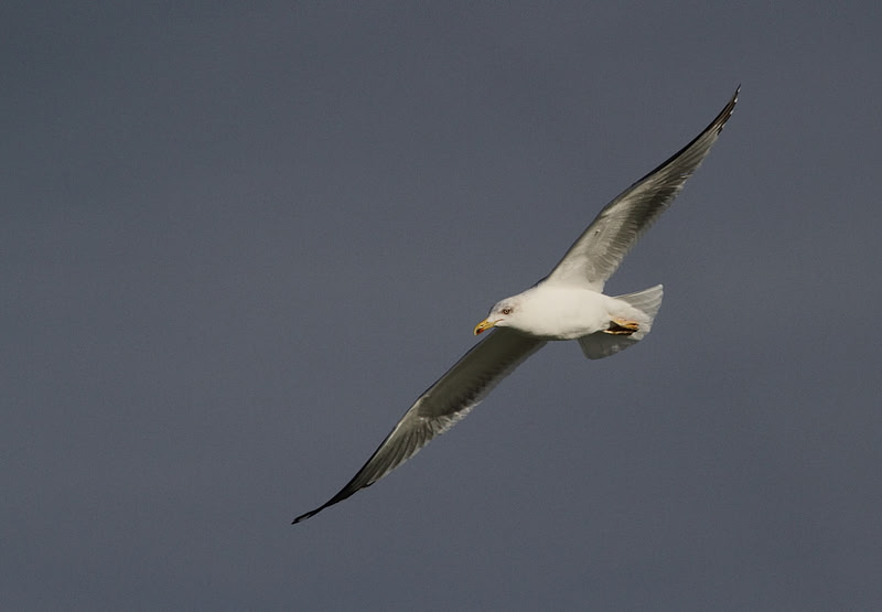 Yellow Legged Gull