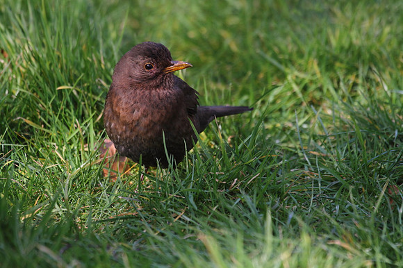 Female Blackbird