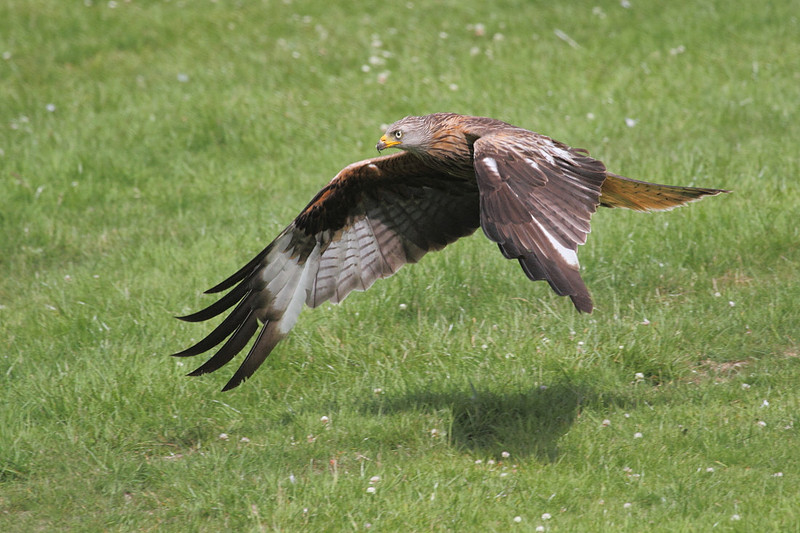 Red Kite