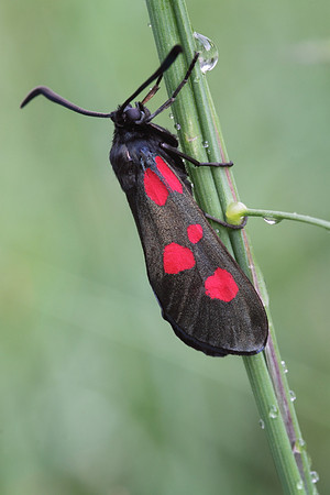 Five Spotted Burnet Moth