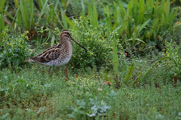 Snipe