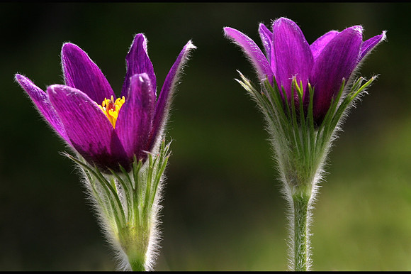 Pasque Flowers