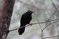 Common Grackle