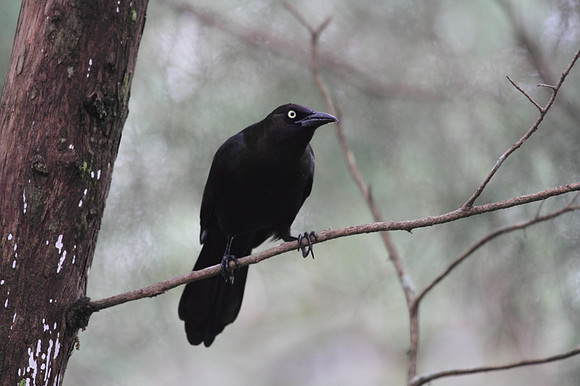 Common Grackle