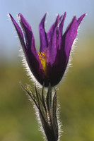 Pasque Flower