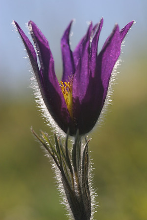 Pasque Flower
