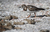 Ruddy Turnstone