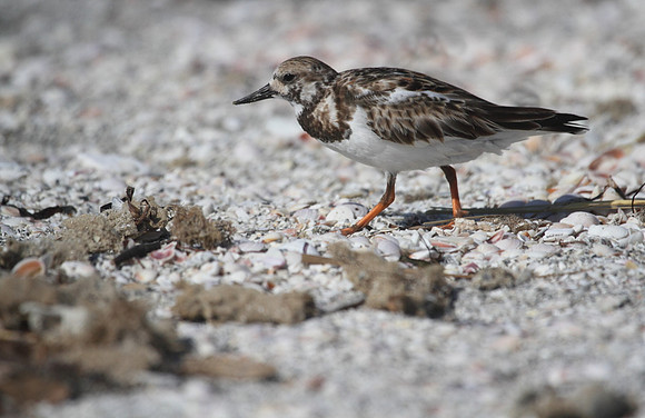 Ruddy Turnstone