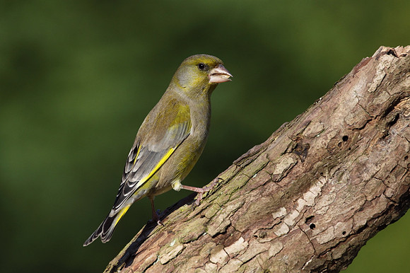 Male Greenfinch