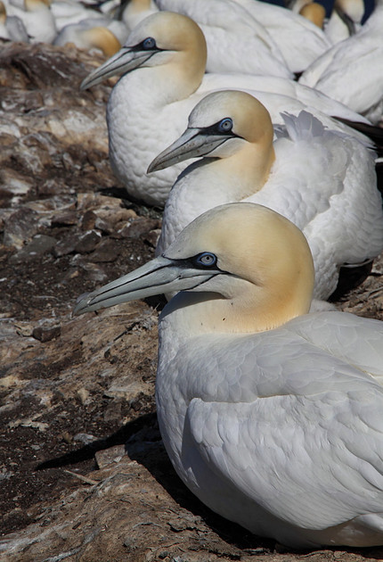 Gannets