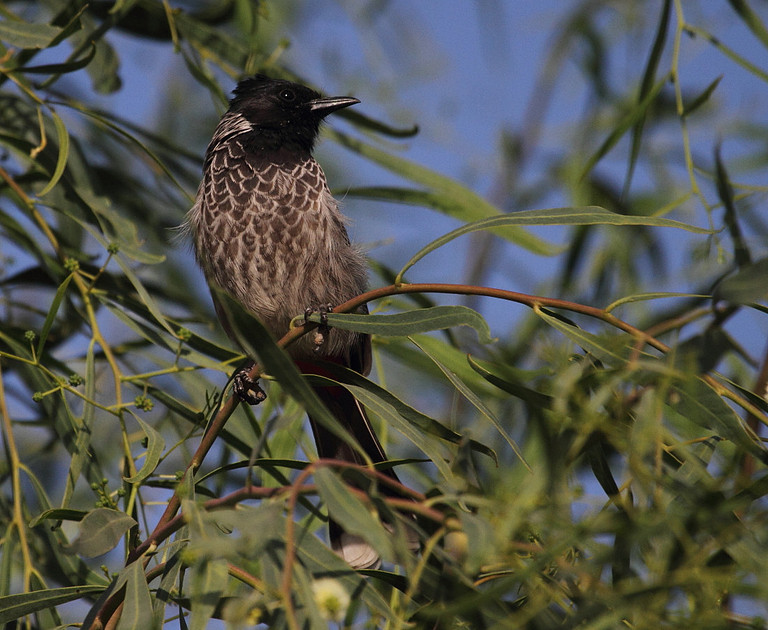 Red Vented Bulbul