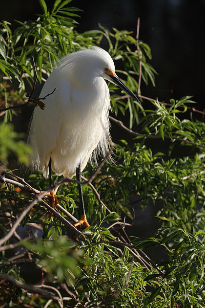 Snowy Egret