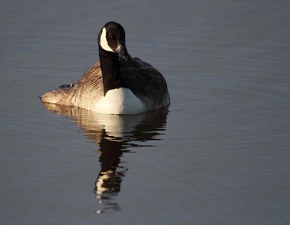 Canada Goose