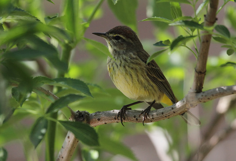 Palm Warbler