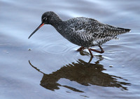 Spotted Redshank
