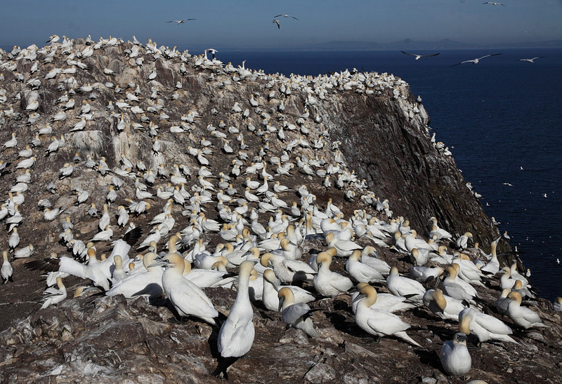 Gannet colony