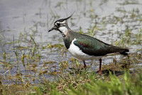 Lapwing