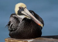 Brown Pelican