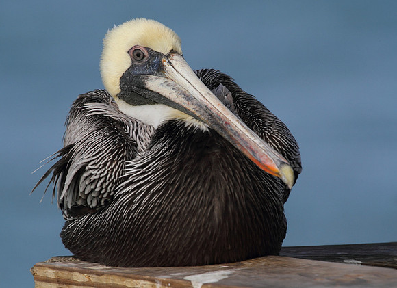 Brown Pelican