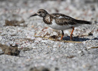 Ruddy Turnstone