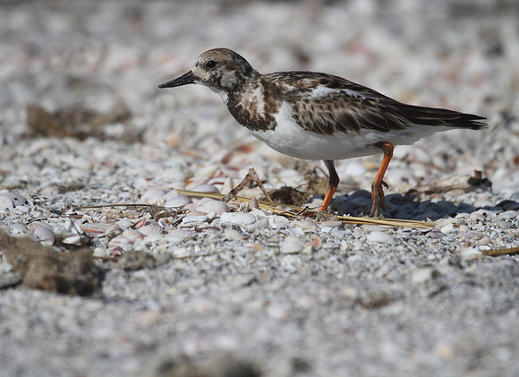 Ruddy Turnstone