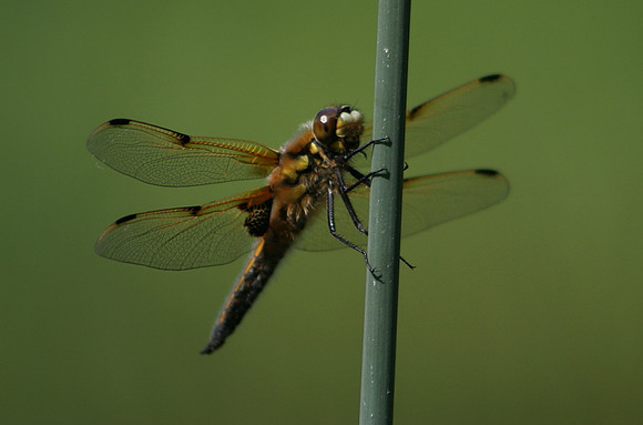 Four Spotted Chaser