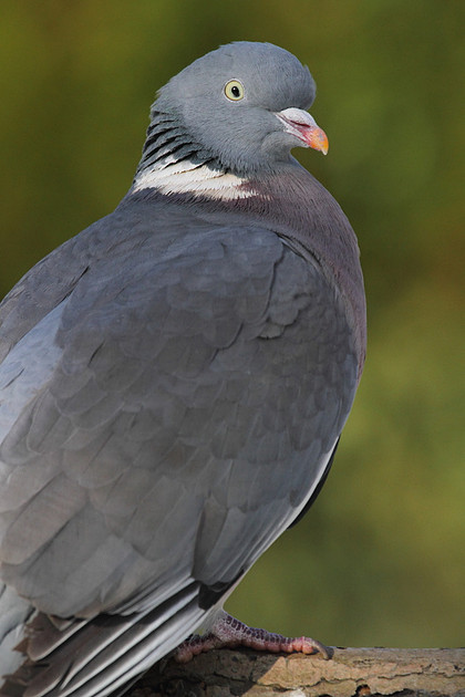 Woodpigeon