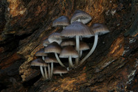 Mycena Inclinata