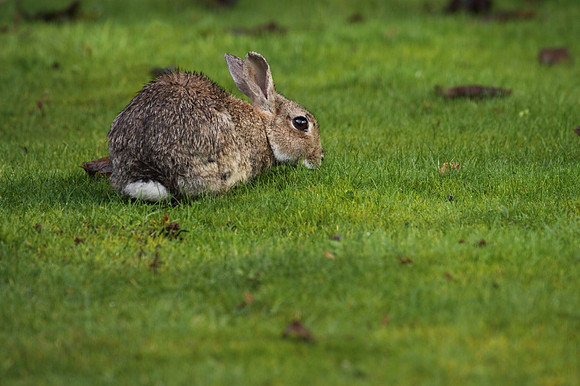 Rabbit