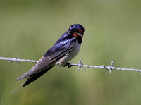 Swallow