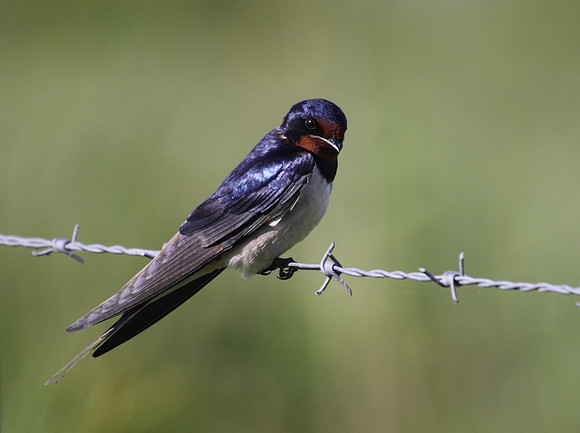Swallow