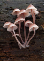 Mycena Fungi