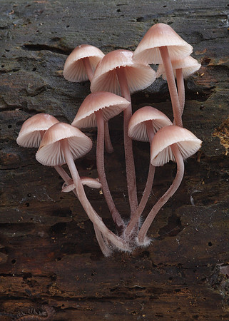 Mycena Fungi