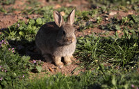 Young Rabbit