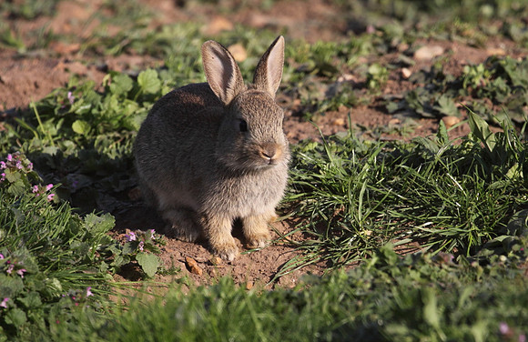 Young Rabbit