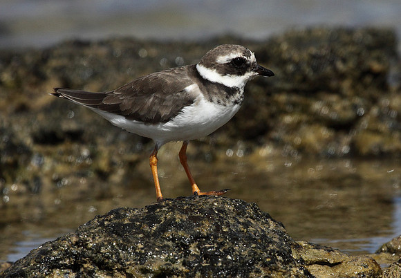 Ringed Plover