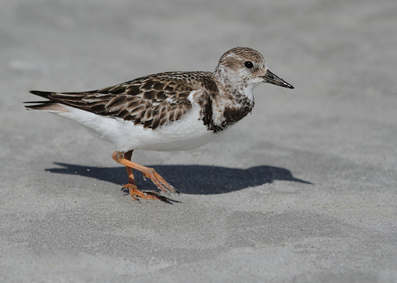 Ruddy Turnstone