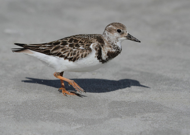 Ruddy Turnstone