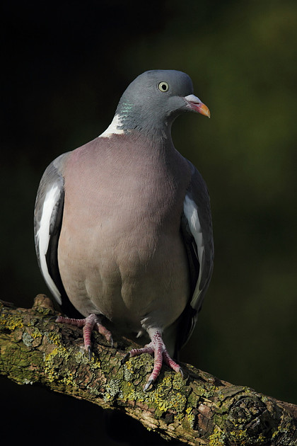 Woodpigeon