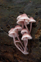Mycena Fungi