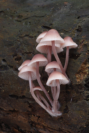 Mycena Fungi