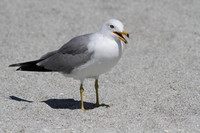 Ring Billed Gull