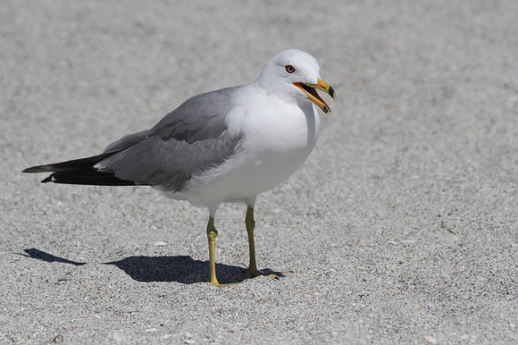 Ring Billed Gull