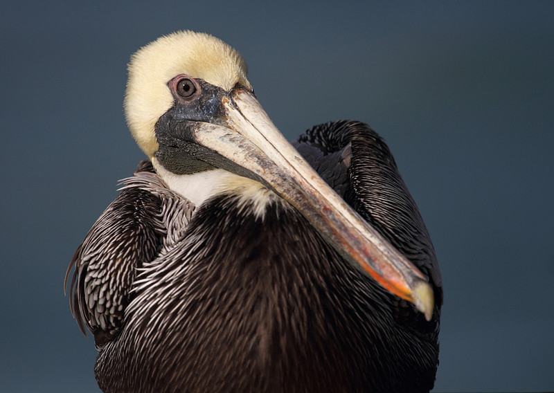 Brown Pelican