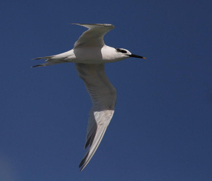 Sandwich Tern