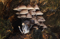 Mycena Inclinata