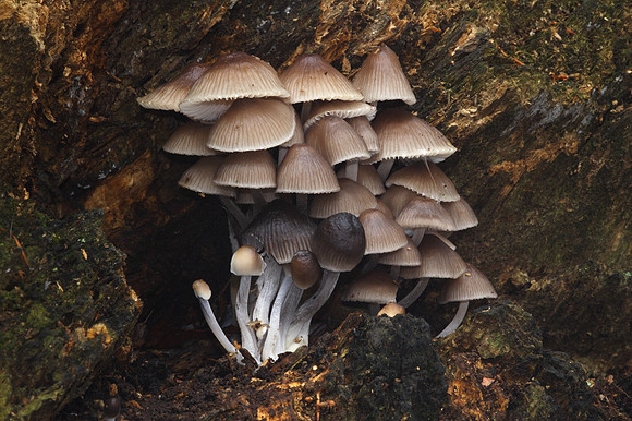 Mycena Inclinata