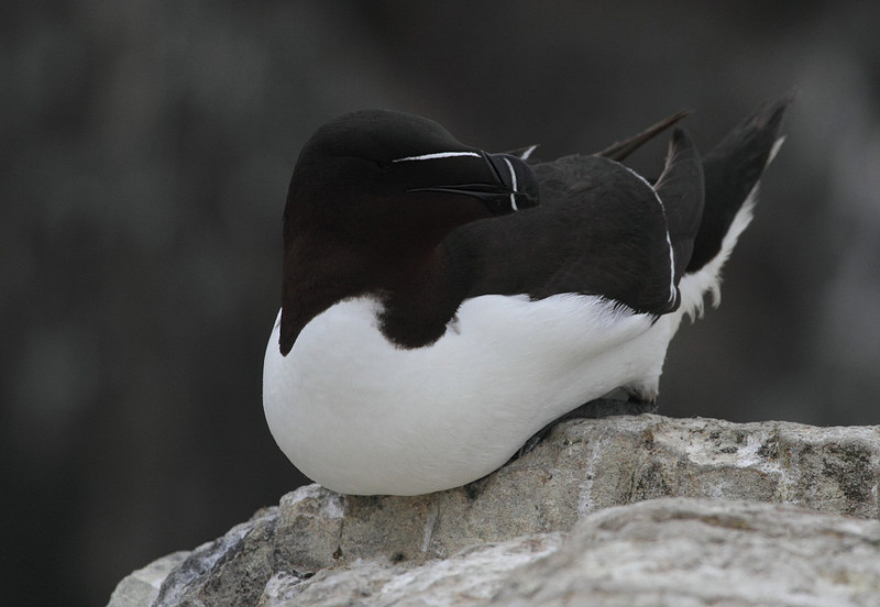 Razorbill