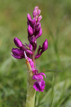 Early Purple Orchid